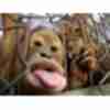 Funny picture about monkey