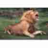 Funny picture about lion