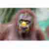Funny picture about monkey